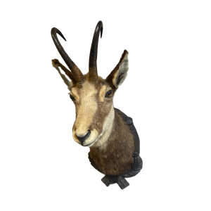 Jagttrophäe auf geschnitztem Holzbrett 3019